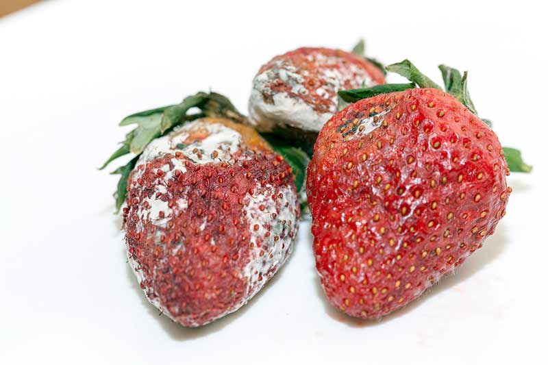 Botrytis en fresas