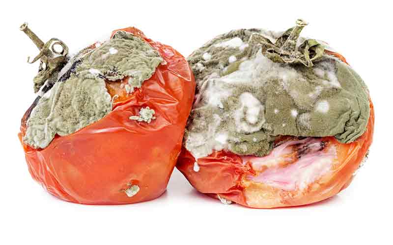 Botrytis en tomate