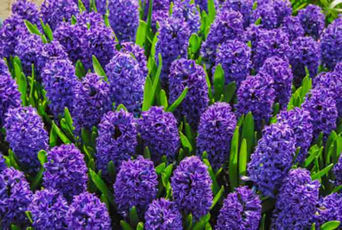 Jacintos bulbos de otoño