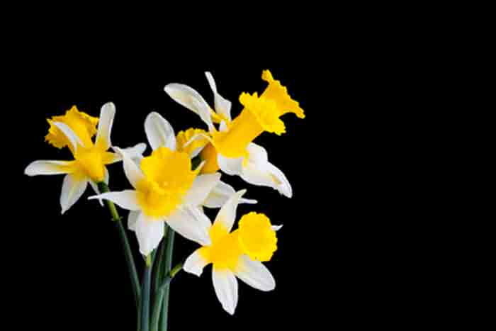 Bulbos de otoño narcisos