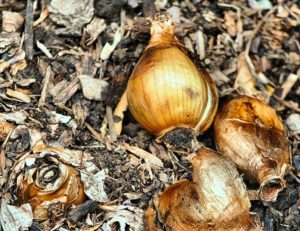 Como sembrar tus bulbos de Narciso