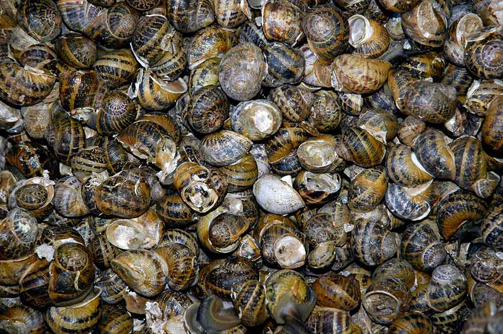caracoles y sus recetas