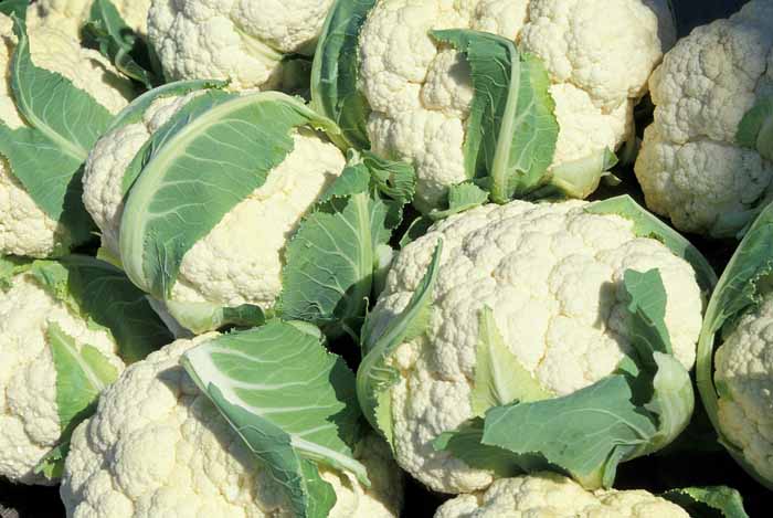 el coliflor en el Calendario de siembra de hortalizas