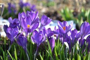 Crocus en floración