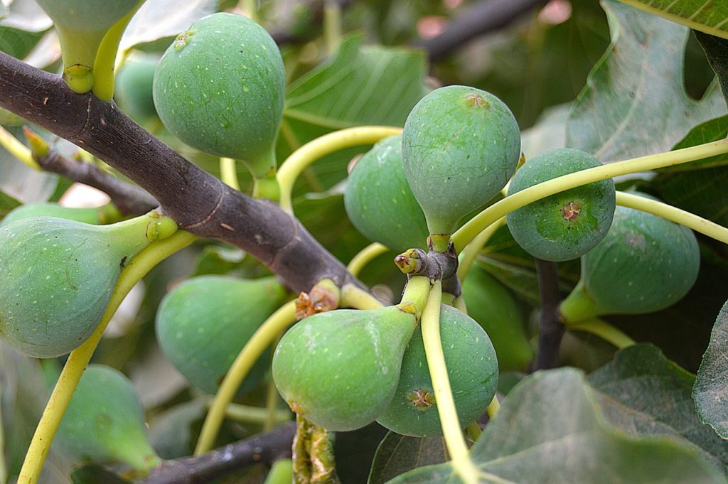 propiedades del higo en higos