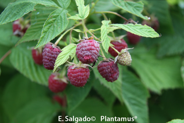 frutos frambuesas