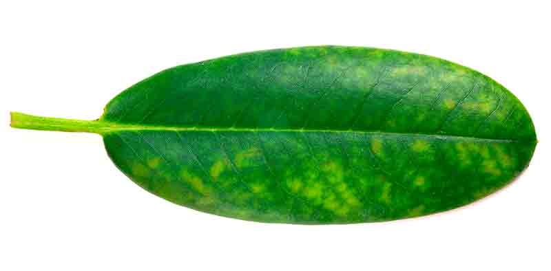 Hoja con clorosis ferrica