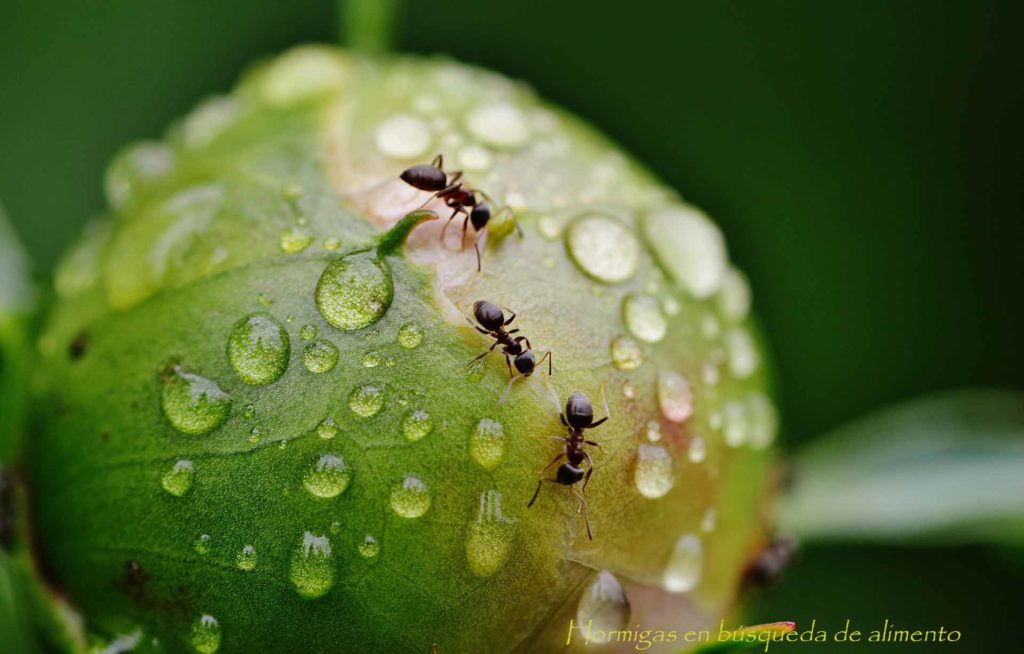 hormigas buscando alimento