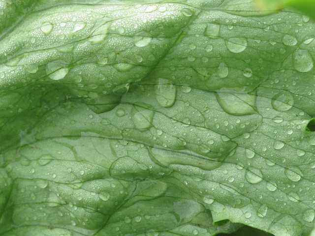 lechuga iceberg