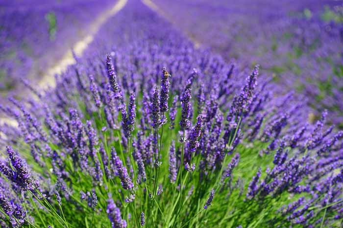 lavanda incluida en el calendario de siembra en marzo