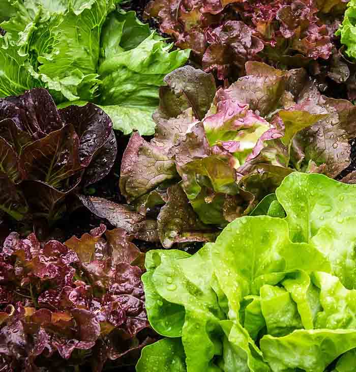 variedades de lechuga en el Calendario de siembra en el huerto