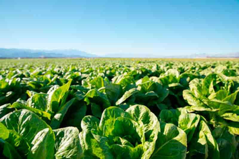 propiedades de la lechuga en nutricion