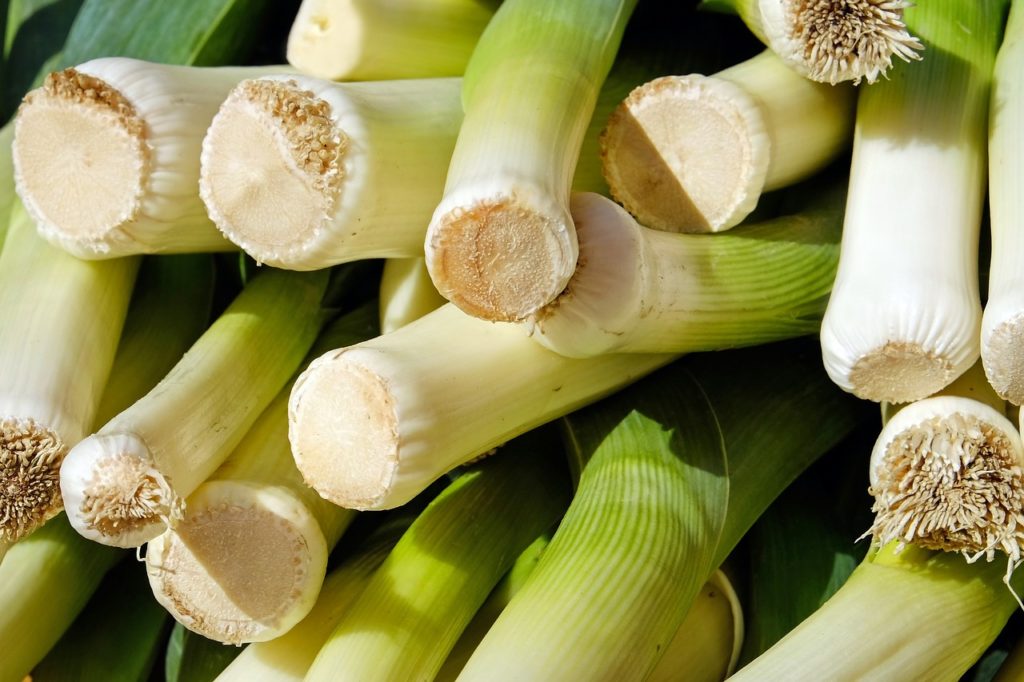 cultivo del puerro en cantidad
