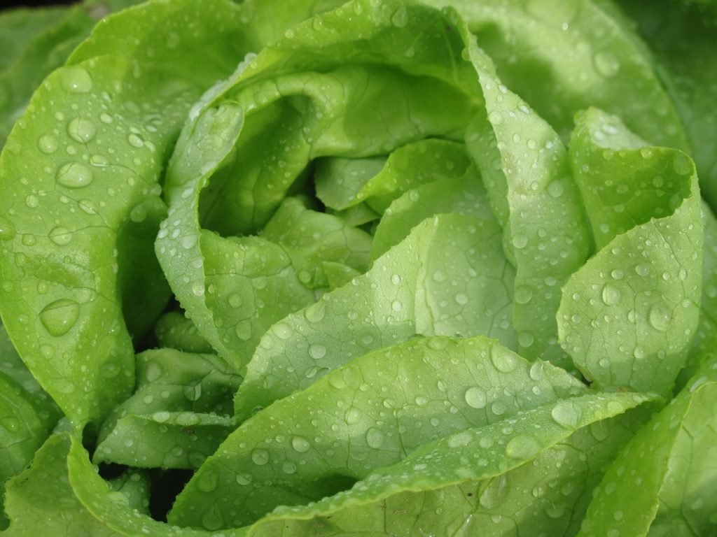 lechuga mojada