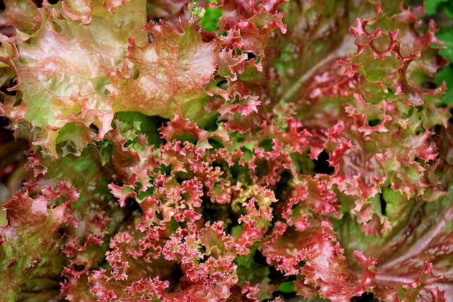 lechuga Lollo Rosso