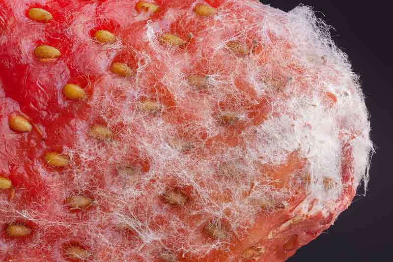 Botrytis cinerea. El moho gris de los cultivos. ¡¡Aprende a combatirla con Plantamus!!