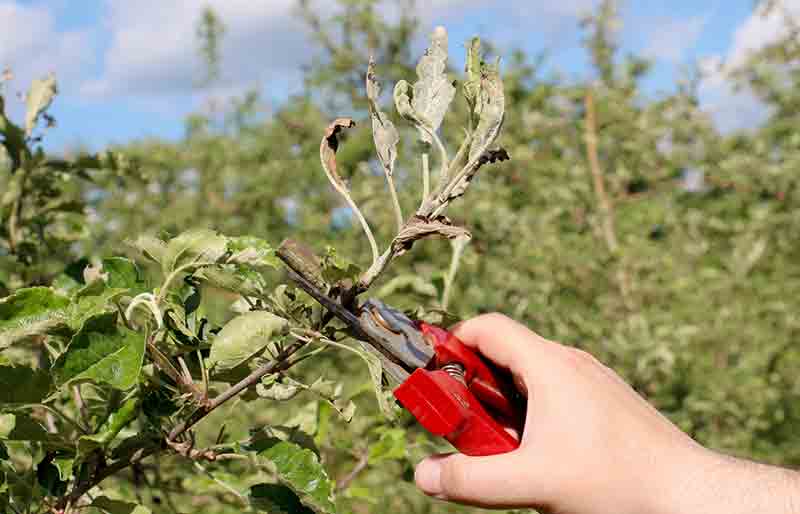 oidio en arboles frutales