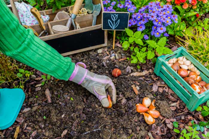 Como plantar tulipanes en el jardín o en macetas para tener éxito.