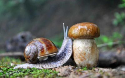 ¿Qué comen los caracoles?