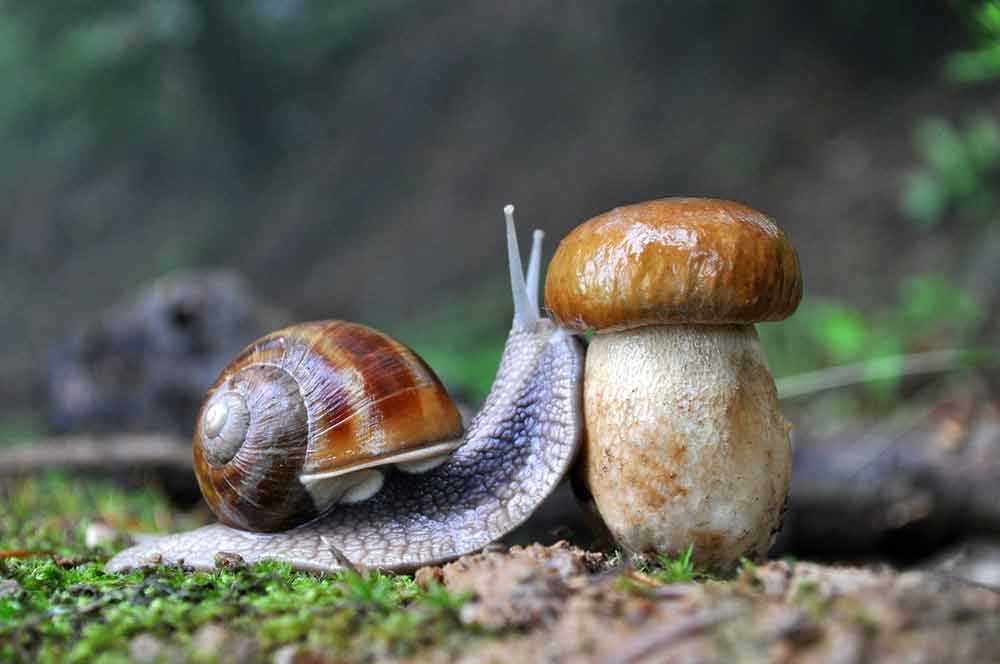¿Qué comen los caracoles?