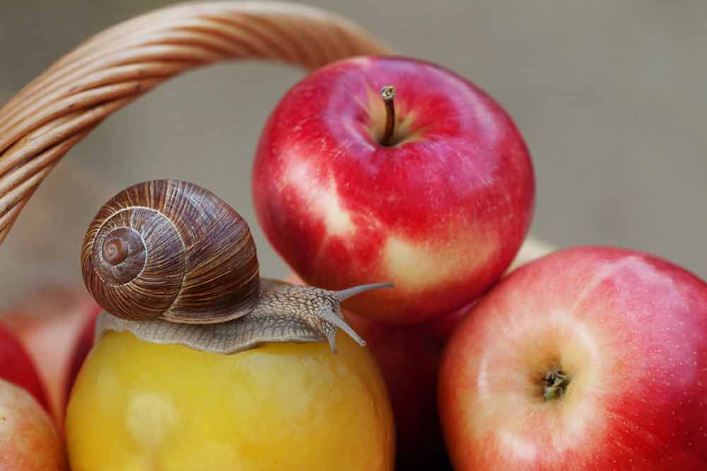 que comen los caracoles en el huerto