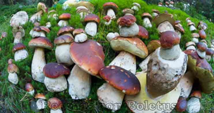 Nuevas recetas con boletus