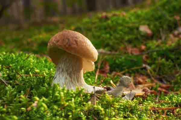Recetas con Boletus para disfrutar y sorprender.