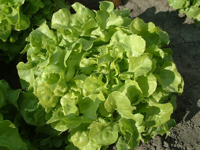 tipos de lechuga Hoja de Roble