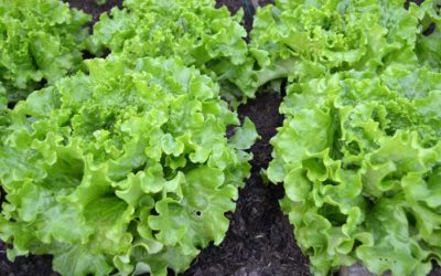 Que sembrar en Julio. Calendario para la huerta