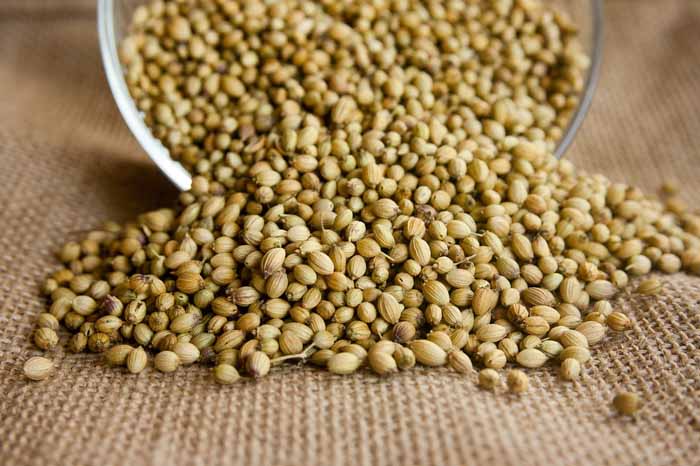 Calendario de siembra en el huerto y las semillas de cilantro