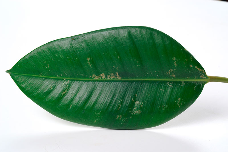 thrips en ficus