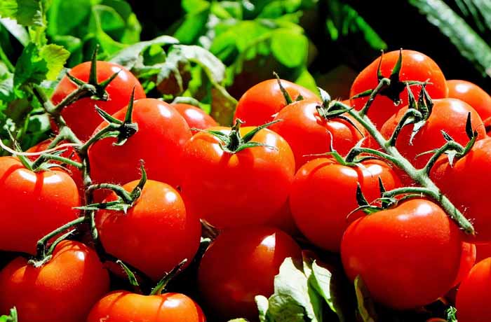 tomates en el calendario de siembra en la huerta en Febrero