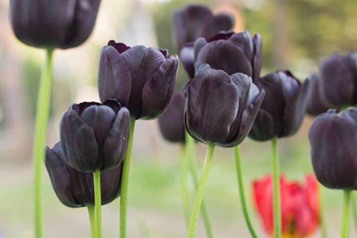 El tulipan 5 diferentes para que plantes en tu jardín o macetas