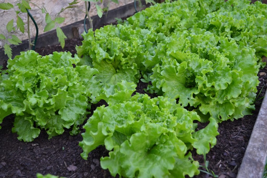 tipos de lechuga batavia