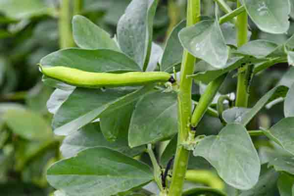vicia faba plantas