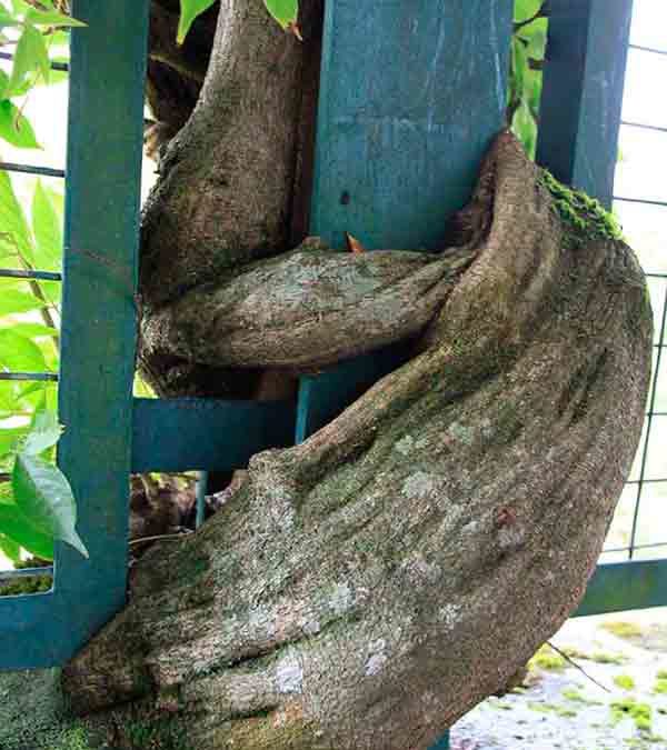 Wisteria sinensis, la Glicinia, una trepadora con abundantes flores.