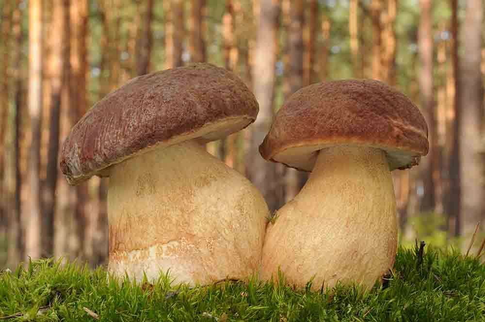 Boletus pinophilus pareja