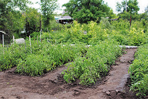 Labor del colgado al Plantar tomates en nuestro huerto