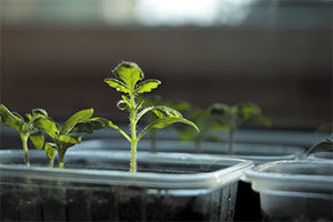 Trasplante, Plantar tomates en huerto