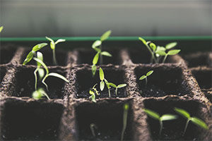 Semillero para plantar tomates
