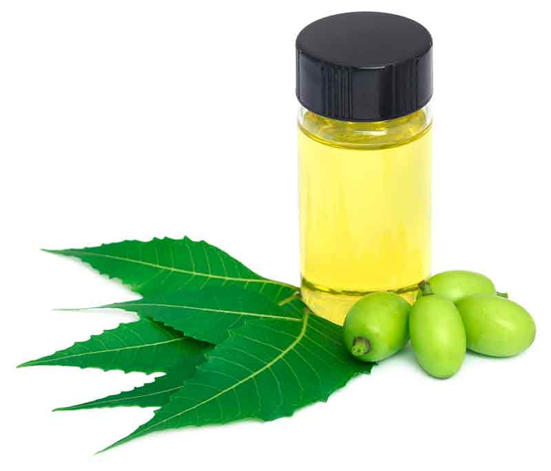 aceite de neem arbol