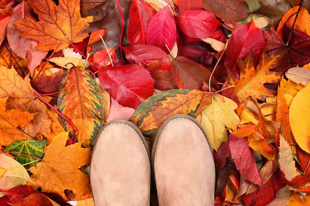 arboles en otoño arces rojos 