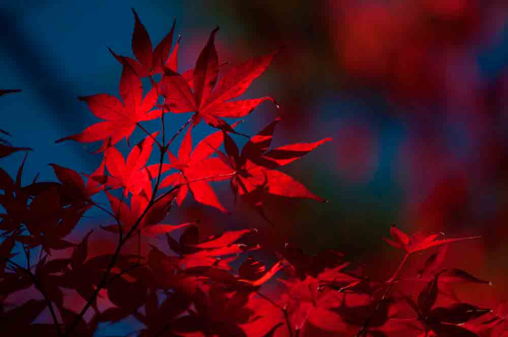 arboles en otoño arces rojos japoneses