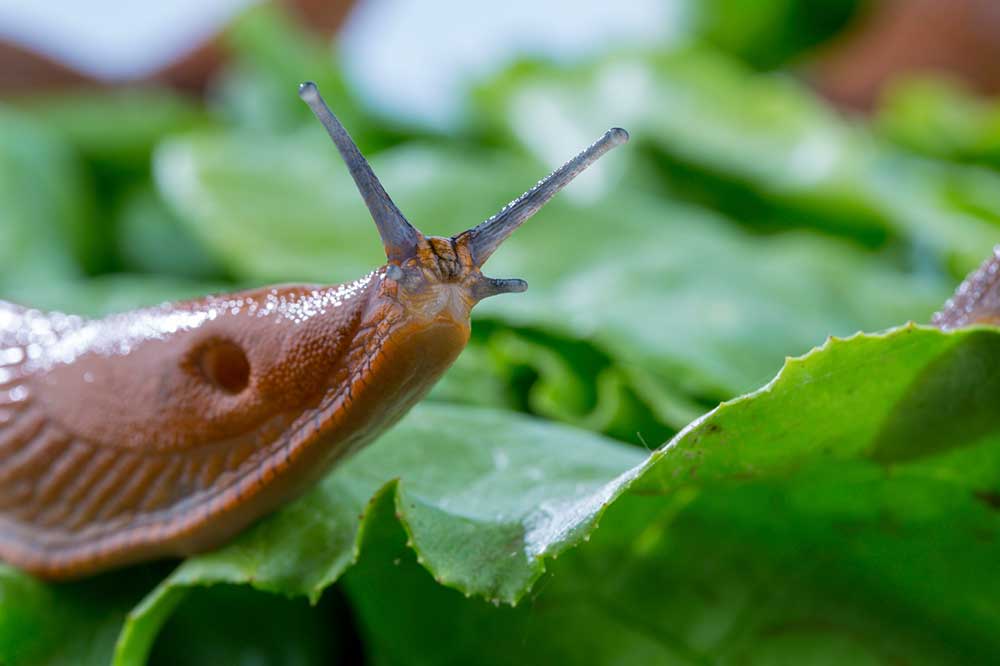 babosa comiendo lechuga