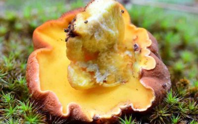 Boletus appendiculatus. Difícil de encontrar, pero delicioso