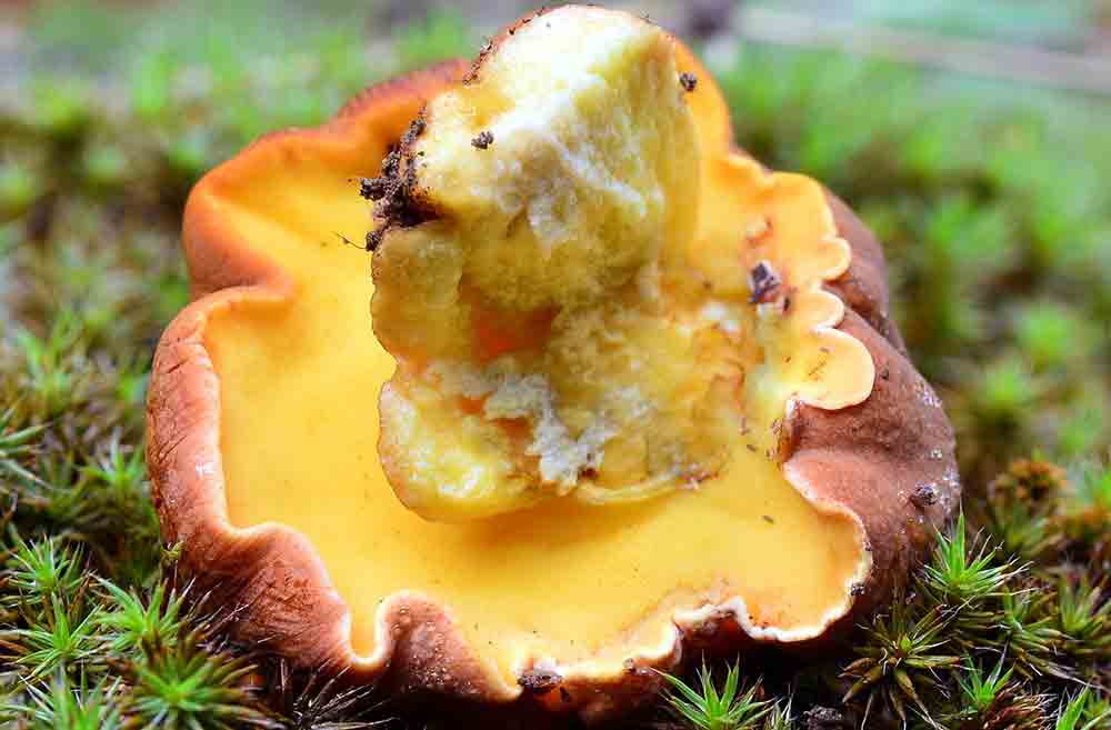 Boletus appendiculatus. Difícil de encontrar, pero delicioso.