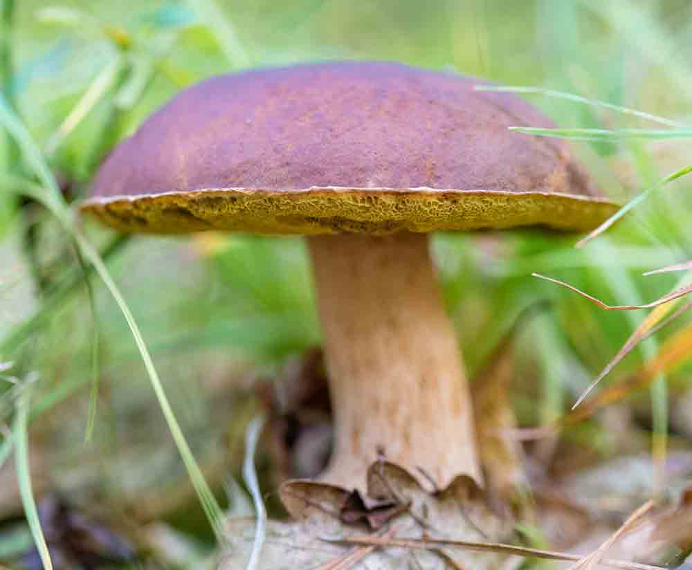 Boletus badius o xerocomus