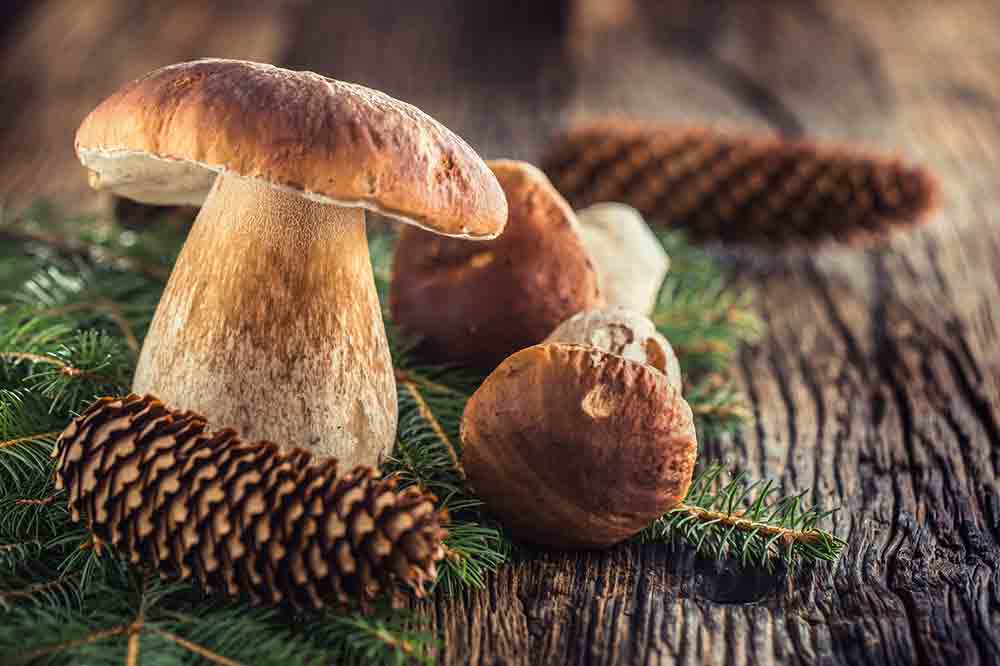 Boletus badius. Delicioso y con excelentes propiedades.