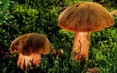 Boletus Erythropus