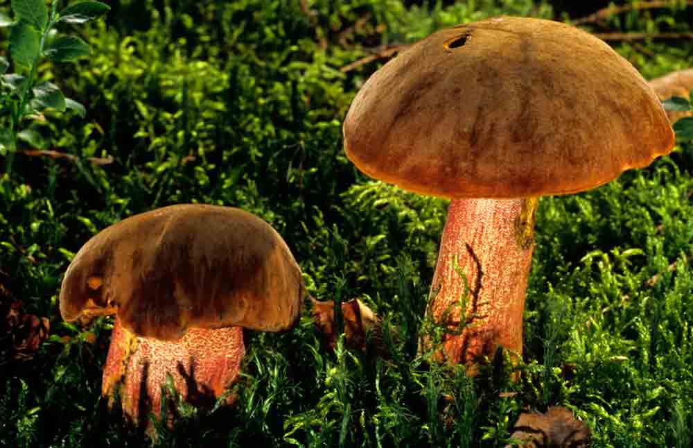 Boletus Erythropus